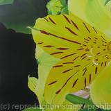 Lemon Alstroemeria