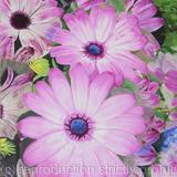 Reflections of Osteospermum