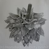 Artichoke