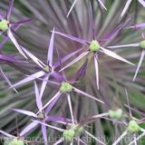 Eryngium