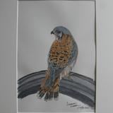 American Kestrel 