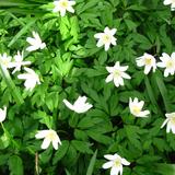 Wood Anemones