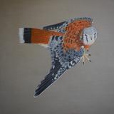 American Kestrel 'Colin'