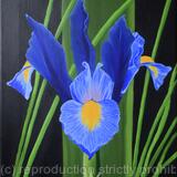 Iris Sapphire Beauty