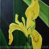 Yellow Wild Flower Iris