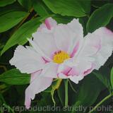 Pink Peony