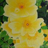 Yellow Roses
