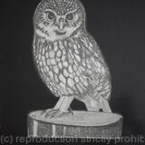 Little Owl