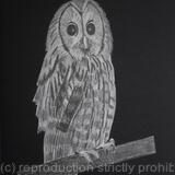 Tawny Owl