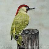 Green Woodpecker