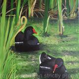Moorhens