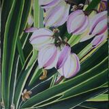 Yucca Gloriosa Variegata