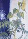 Sunflower and Honesty against Blue Background  