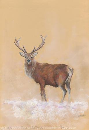 Stag