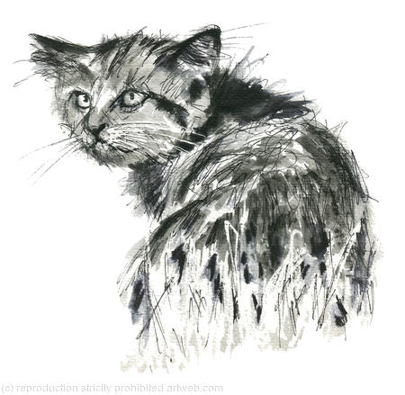 Sahara, the wild cat