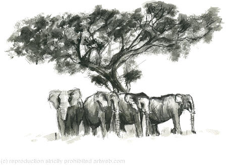 elephants shade