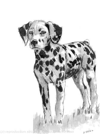 Dalmation puppy