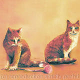 two-cats-at-play