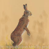 March Hare