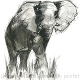 bull elephant