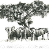 elephants shade