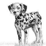 Dalmation puppy