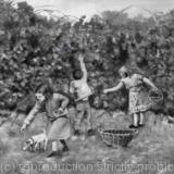 The Blackberry Pickers