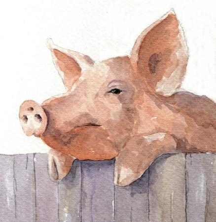 Pig Over a Fence