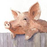 Pig Over a Fence