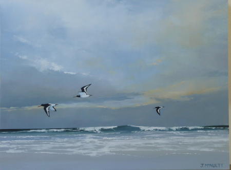 oystercatcher flight