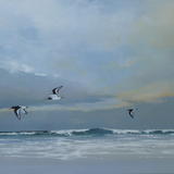 oystercatcher flight