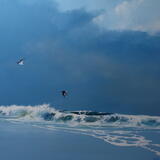 Oystercatcher flight
