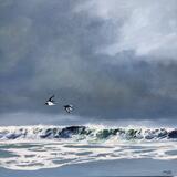 Oystercatcher flight
