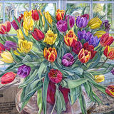 ‘Seaside Festival Tulips’