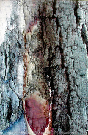 spanish bark 1