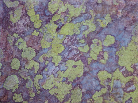 Ullswater Lichen on Stone