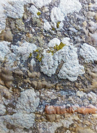 Wall with Lichen, Michelham