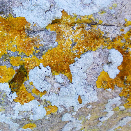 Ochre Lichen