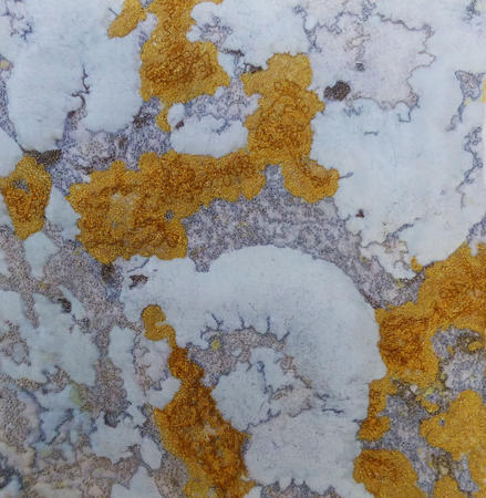 Yellow Lichen on Stone
