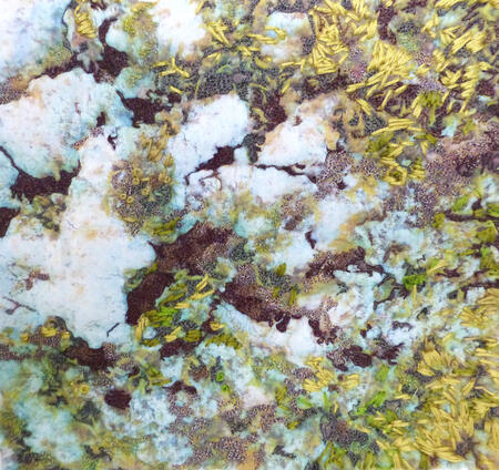 Lichen on Rock