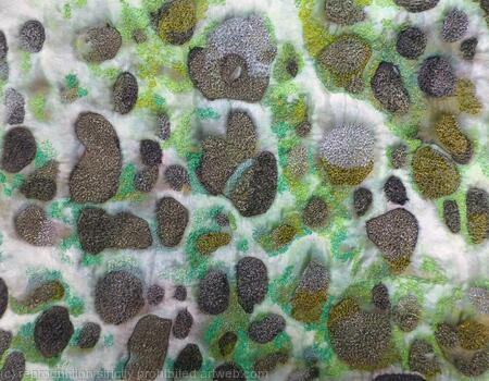 Lichen on Honeycomb Rock