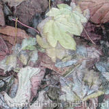 AUTUMN LEAVES