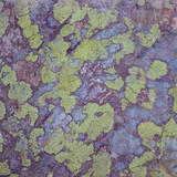 Ullswater Lichen on Stone