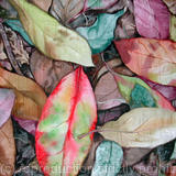 Autumn leaves 2