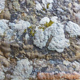 Wall with Lichen, Michelham