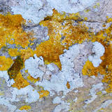 Ochre Lichen