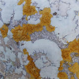 Yellow Lichen on Stone
