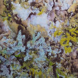 Lichen and Moss