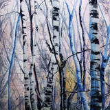 Winter Birch