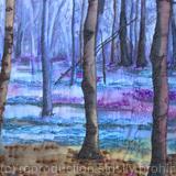 Close Up Of Woodland